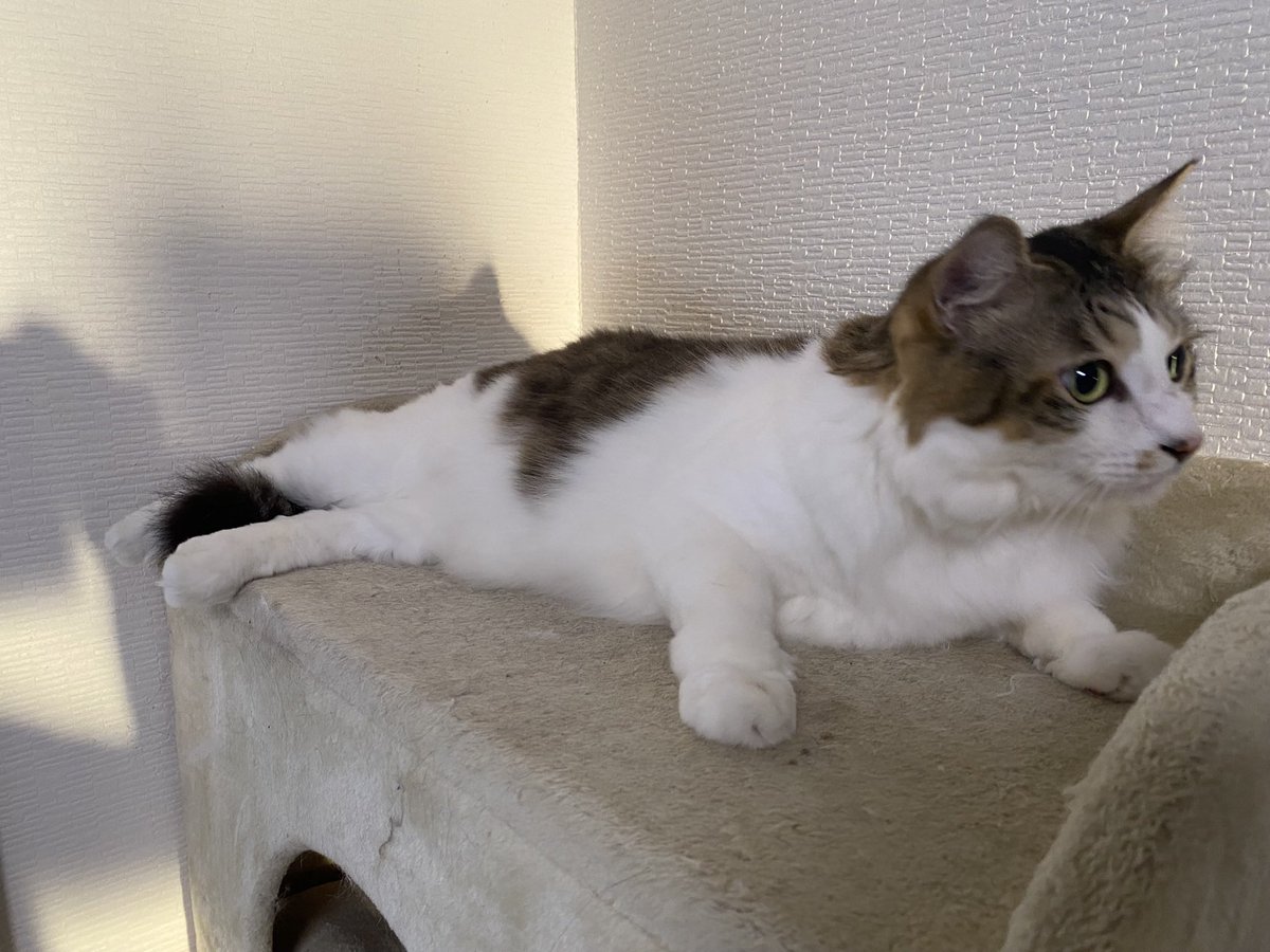 MahaloNoa's tweet image. おはようございます🐾໊
かわい子ちゃん達💕

 #保護猫と暮らす