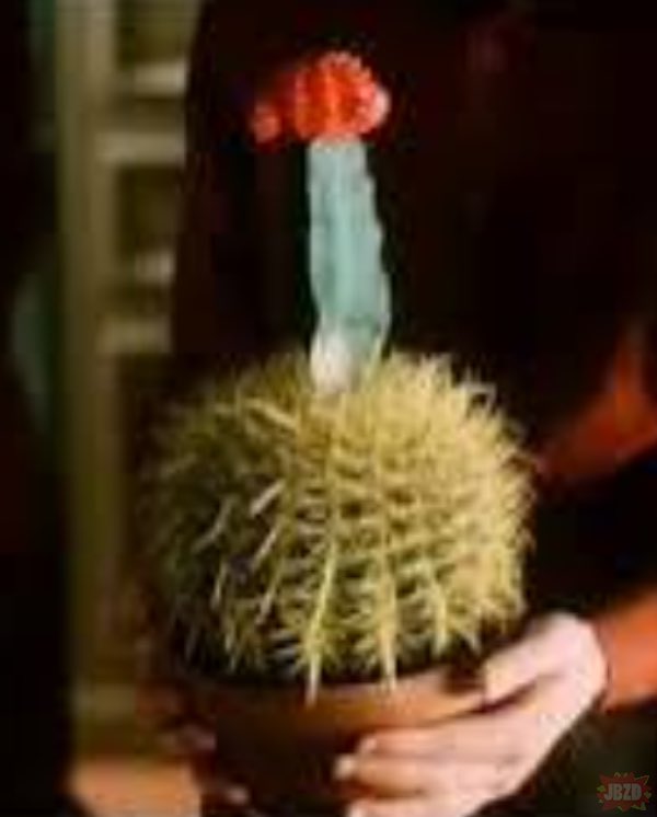 <a href="/MichalS1978/">Michał Świerczewski</a> Dobra.

Dogadajmy się.

200 zł i jako premia, ten bezcenny, argentyński kaktus