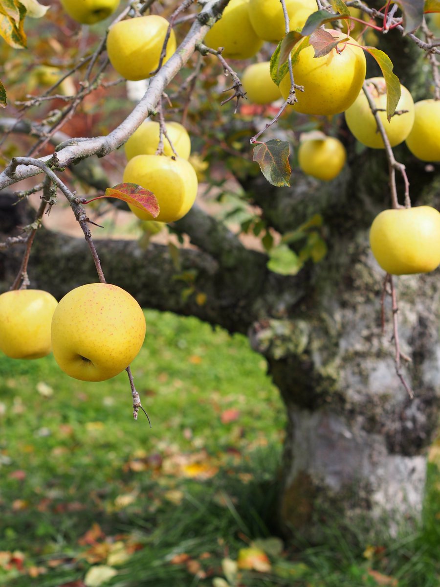 おはようございます
11月27日　木曜日　大安

黄金色の林檎
ぐんま名月
昭和村のりんご園にて
大きな「月」がたわわに実る🌕✨
次の満月（コールドムーン）は12月5日

#ぐんま名月