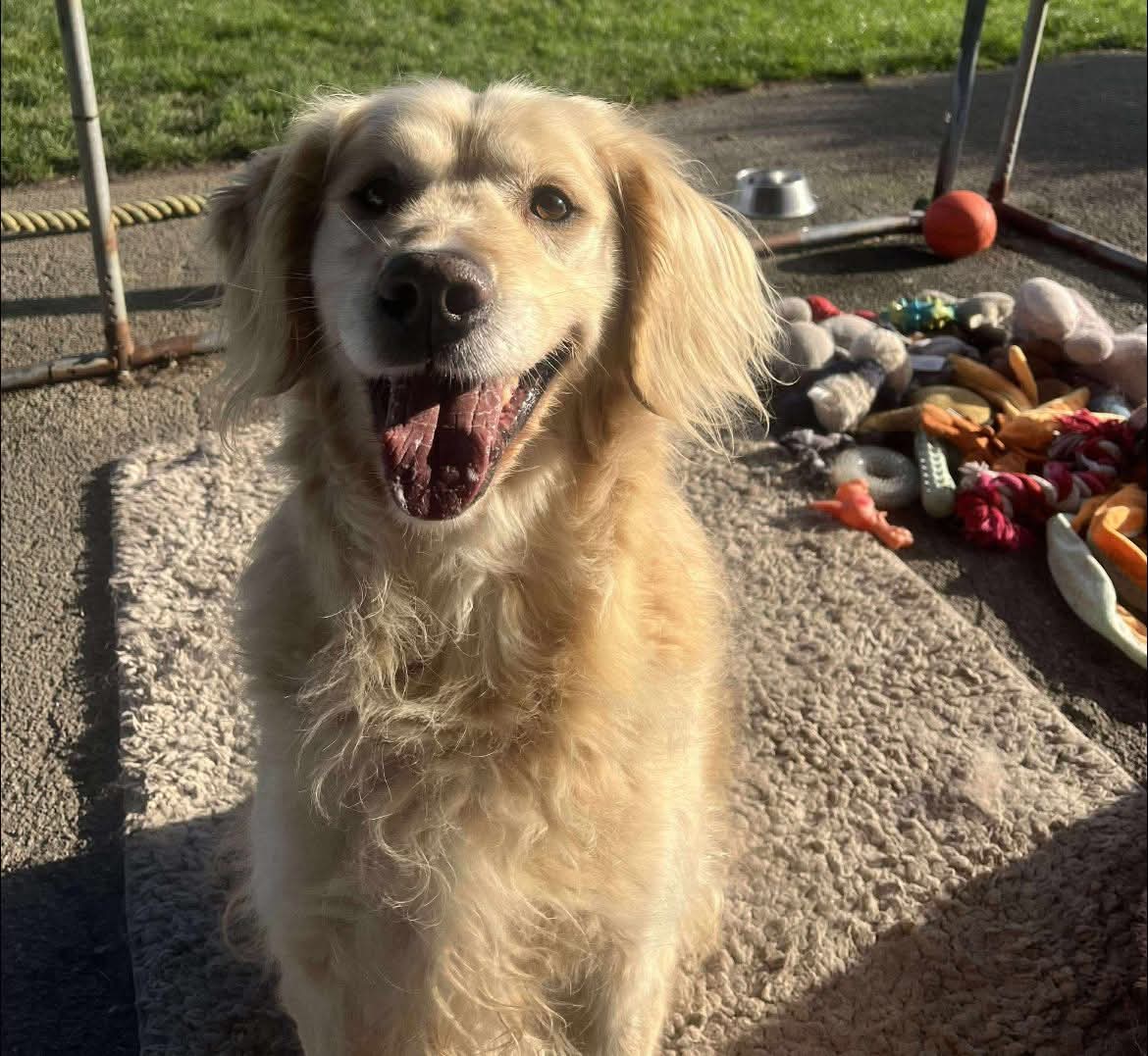 ❤️‍🩹♥️REHAB APPEAL♥️❤️‍🩹

This month we are going to split the rehab dogs and kennel dogs bill separately. It’s overwhelming trying to raise such a huge amount every month and this month we have really focused on finding our kennel dogs homes. We have also reduced travelling