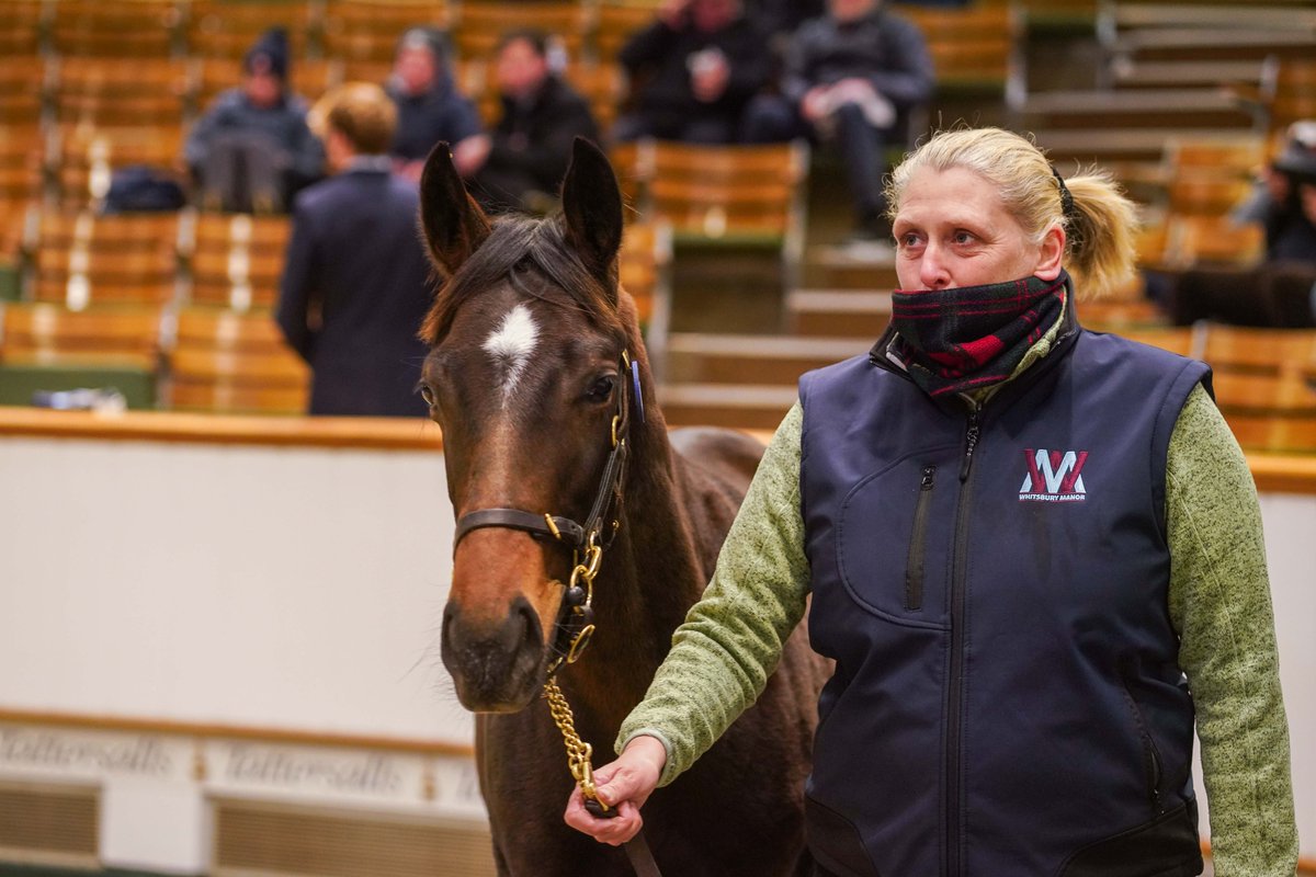 Racing Post Bloodstock tweet media