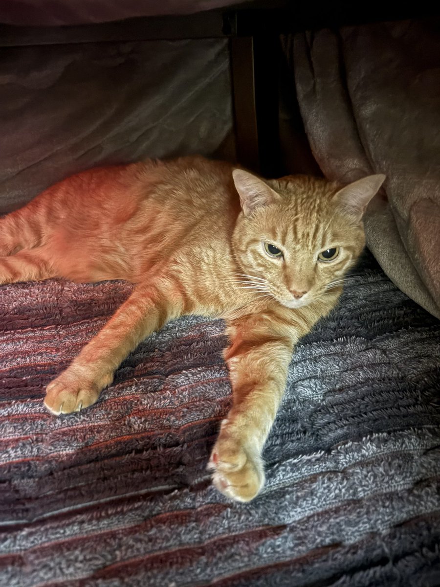 虎丸 (@toramaru7703) / Posts / X