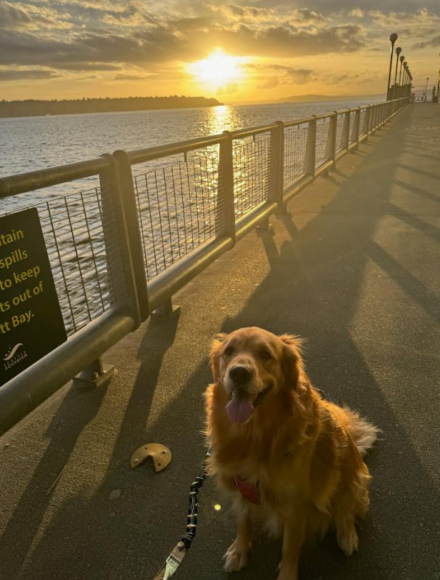 Golden_SIRU tweet media