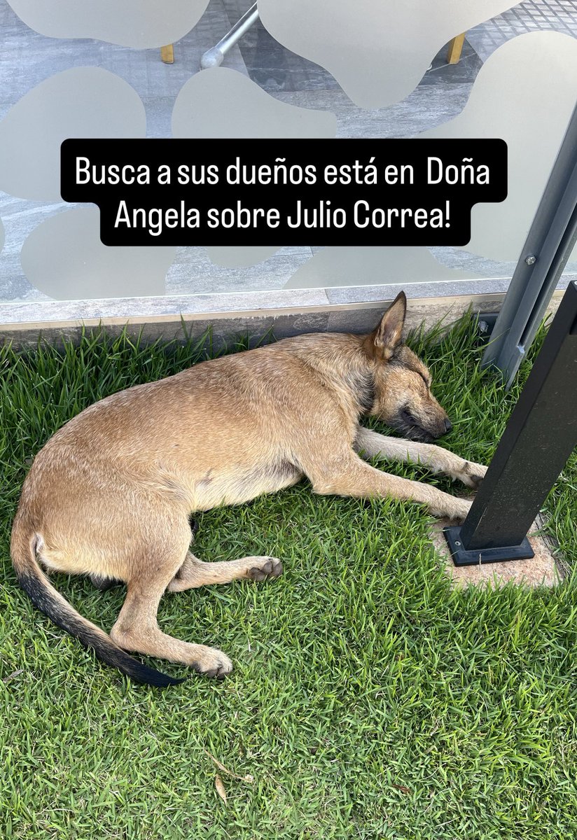 Urgente busca a sus dueños !!! Está en Doña Angela sobre Julio Correa ayuda con RP 🙏