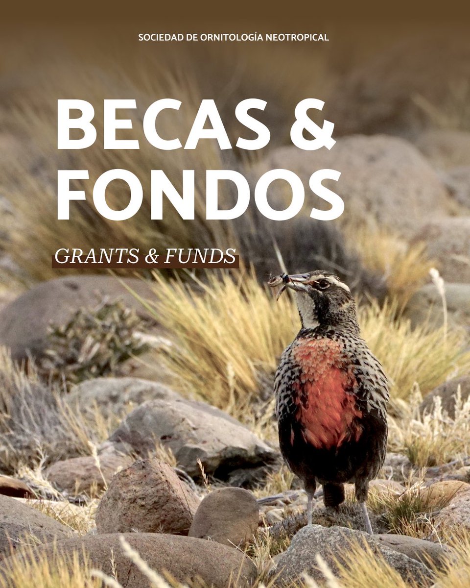 Ornitología Neotropical tweet media