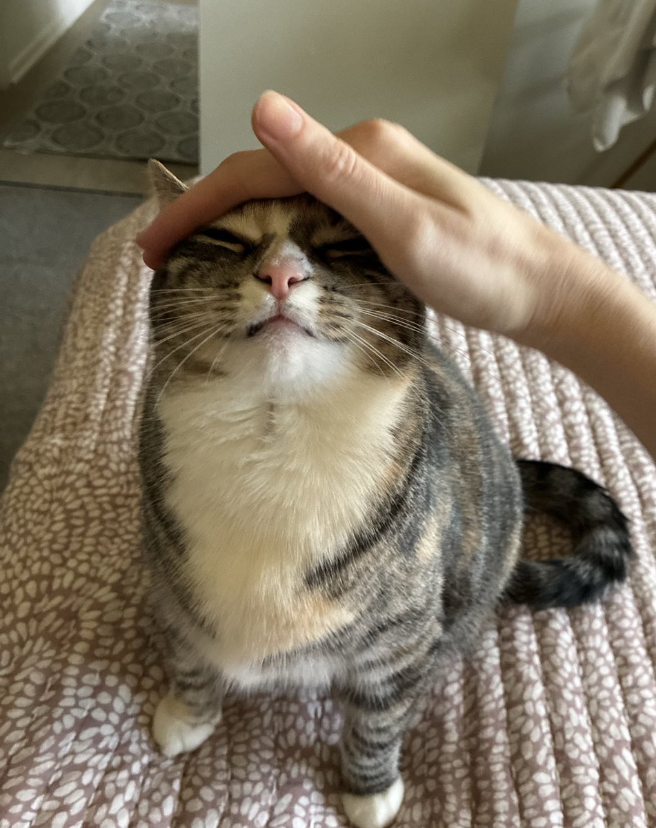 bennywormcat's tweet image. oughghe