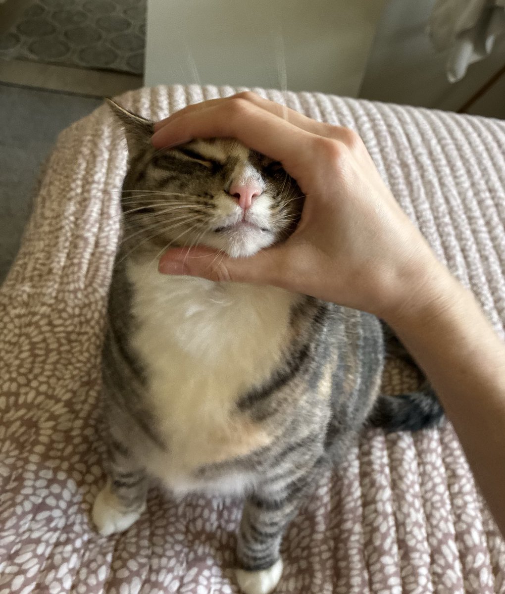 bennywormcat's tweet image. oughghe