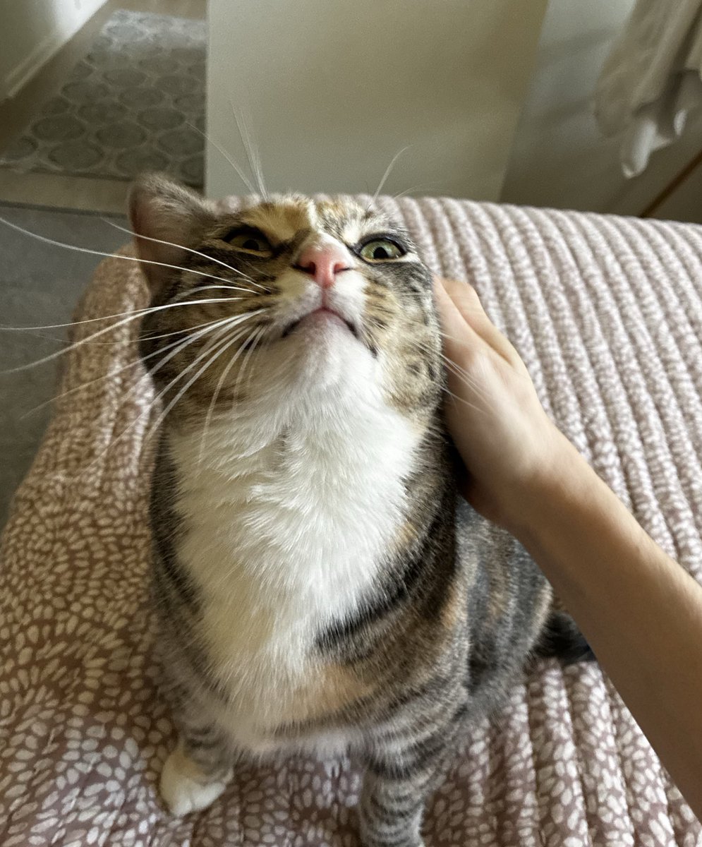 bennywormcat's tweet image. oughghe