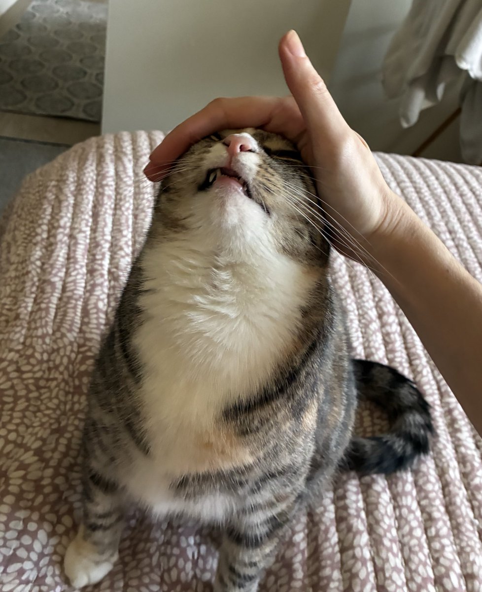 bennywormcat's tweet image. oughghe