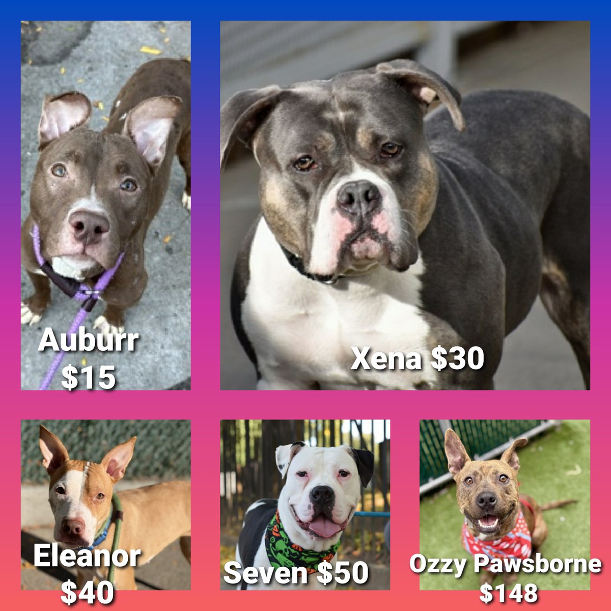 💢 5 Sweethearts
All Relisted for: 11/29💉
▪️Low in Pledges 
#NYCACC 💢

▪️Auburr 15
▪️Xena 30
▪️Eleanor 40
▪️Seven 50
▪️Ozzy 147

💢All need #Fosters/#Adopters 2 save!

◽If in N.East, apply 2 save:
▪️Pls DM: <a href="/CathyPolicky/">Cathy Policky</a>

Tysvm💞