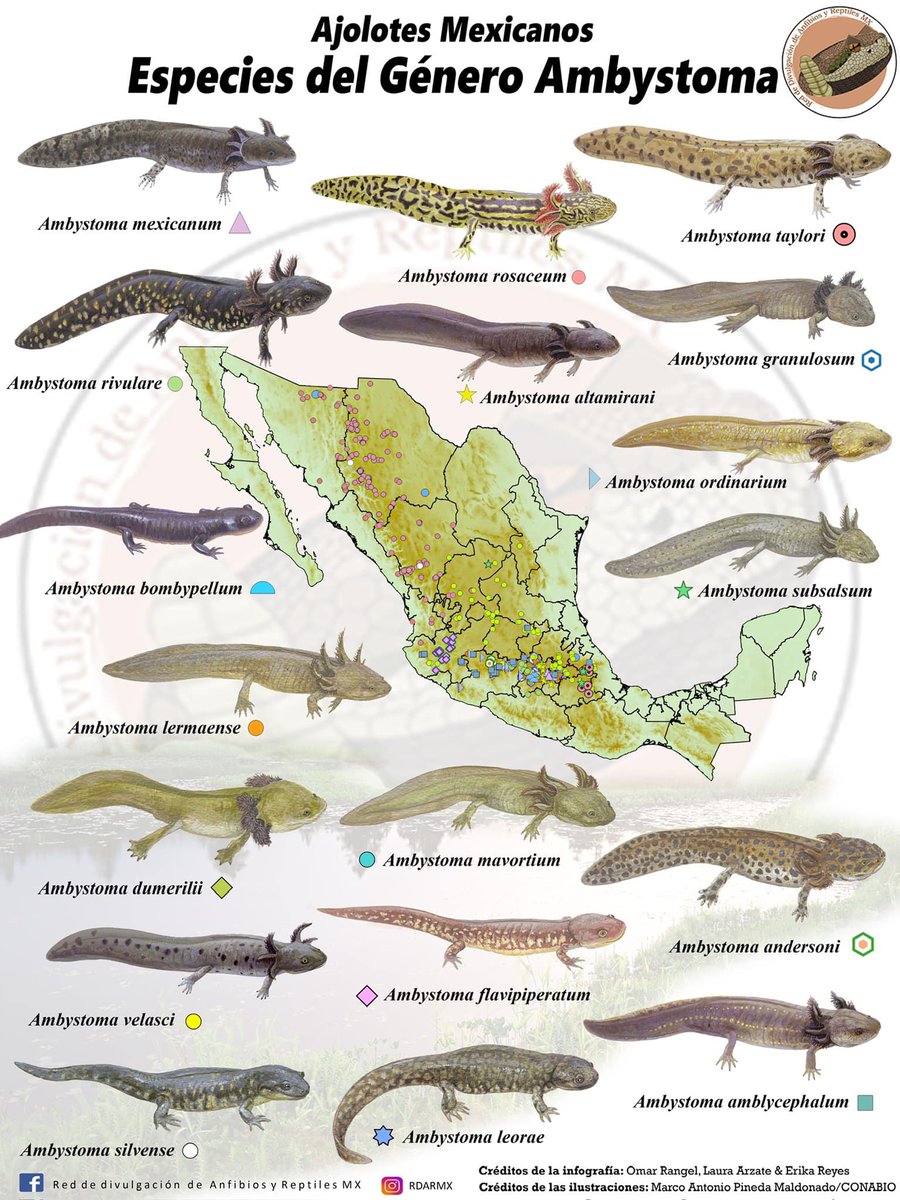 El animal mexicano que ha saltado a la fama mundial sin duda es el ajolote, pero tristemente la imagen más popular de ellos son las variedades domésticas rosadas de sólo el Ajolote de Xochimilco (A. mexicanum) ignorando las otras especies, muchas en peligro de extinción