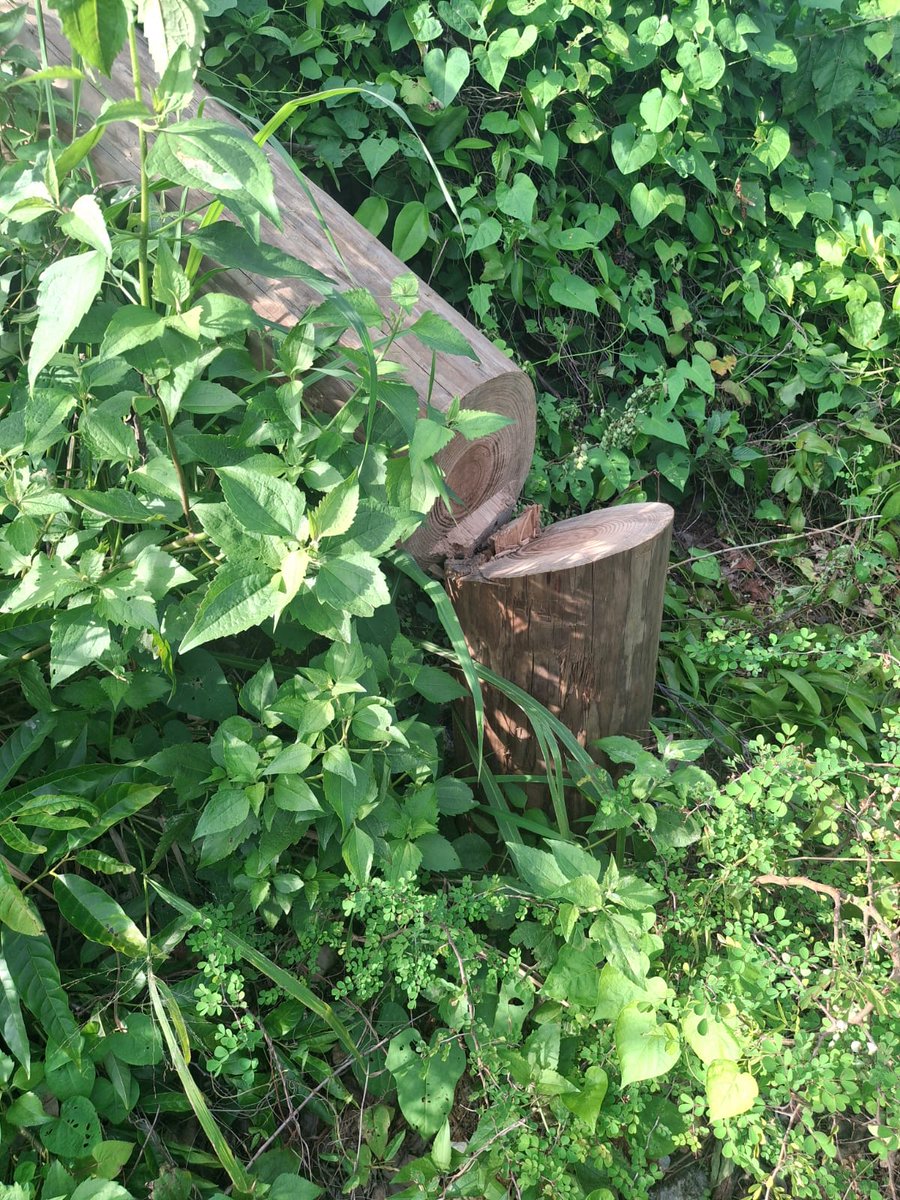 myJPSonline's tweet image. JPS sounds alarm after act of sabotage plunges newly restored St. Mary communities back into darkness.

Read More Here: 
jpsco.com/jps-sounds-ala…