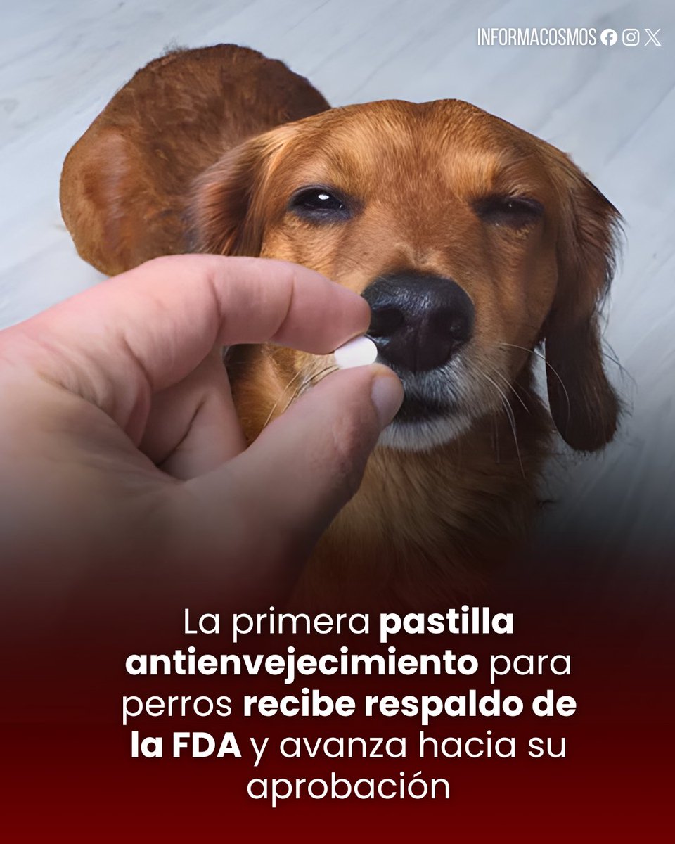 InformaCosmos's tweet image. La pastilla “anti-envejecimiento” para perros acaba de recibir apoyo oficial de la FDA, acercándose a convertirse en el primer medicamento diseñado para ayudar a que los perros mayores vivan más y con mejor salud.

La píldora, conocida como LOY-002, busca mejorar la calidad de…