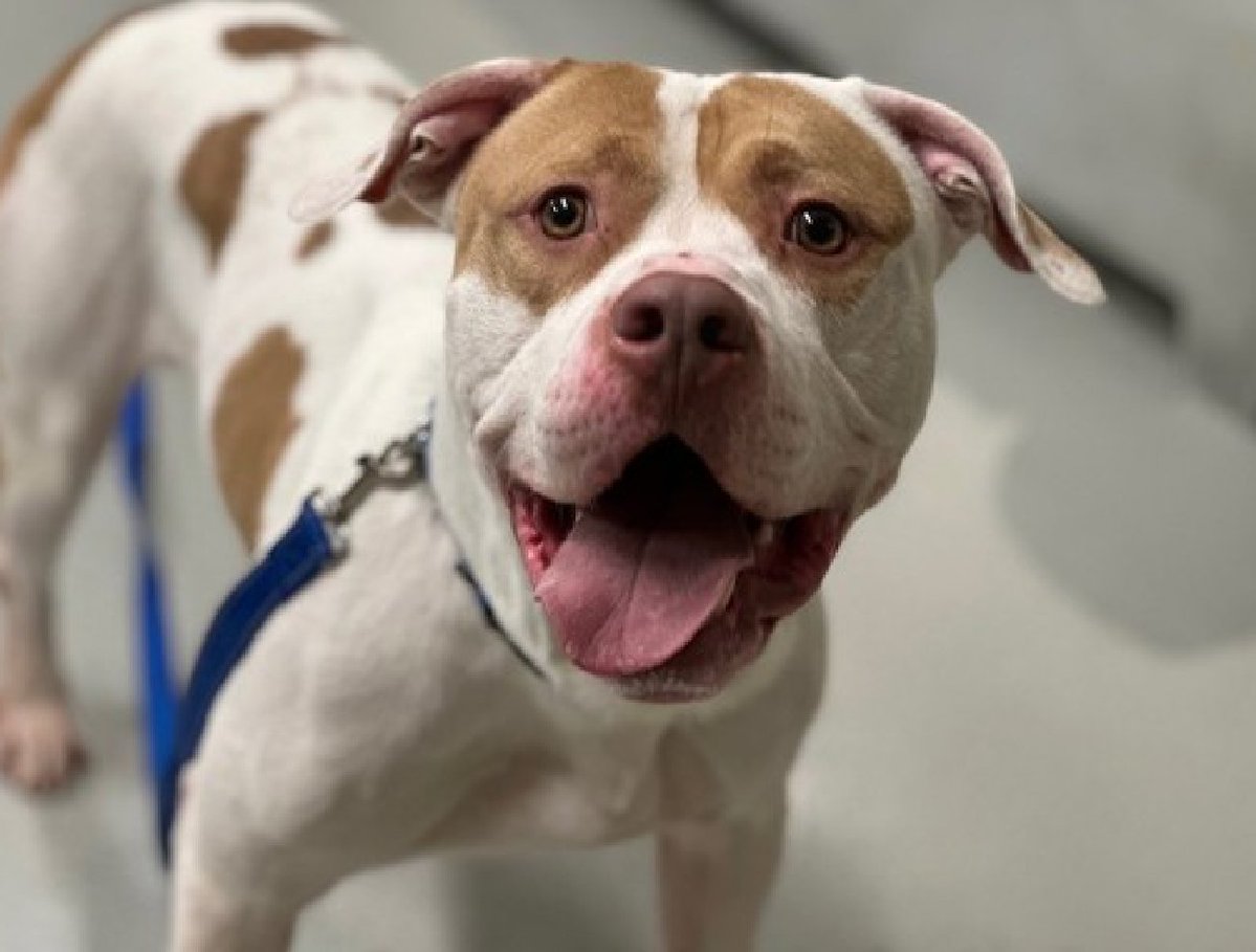 🎉🎊 Otis 🎊🎉
Has been Reserved 
By A New Hope Rescue!🎉

We r so thrilled 4 this sweetheart 💕 
 
Tysvm 2 all 4 Pledging, Caring + Sharing! We couldn't have done it 
w/o u💗

Pls wait 4 freedom pics/info from <a href="/TAPNYACC/">TAPACC</a>, or pulling rescue, 2 honor yr pledges❤️

Tysvm❤️