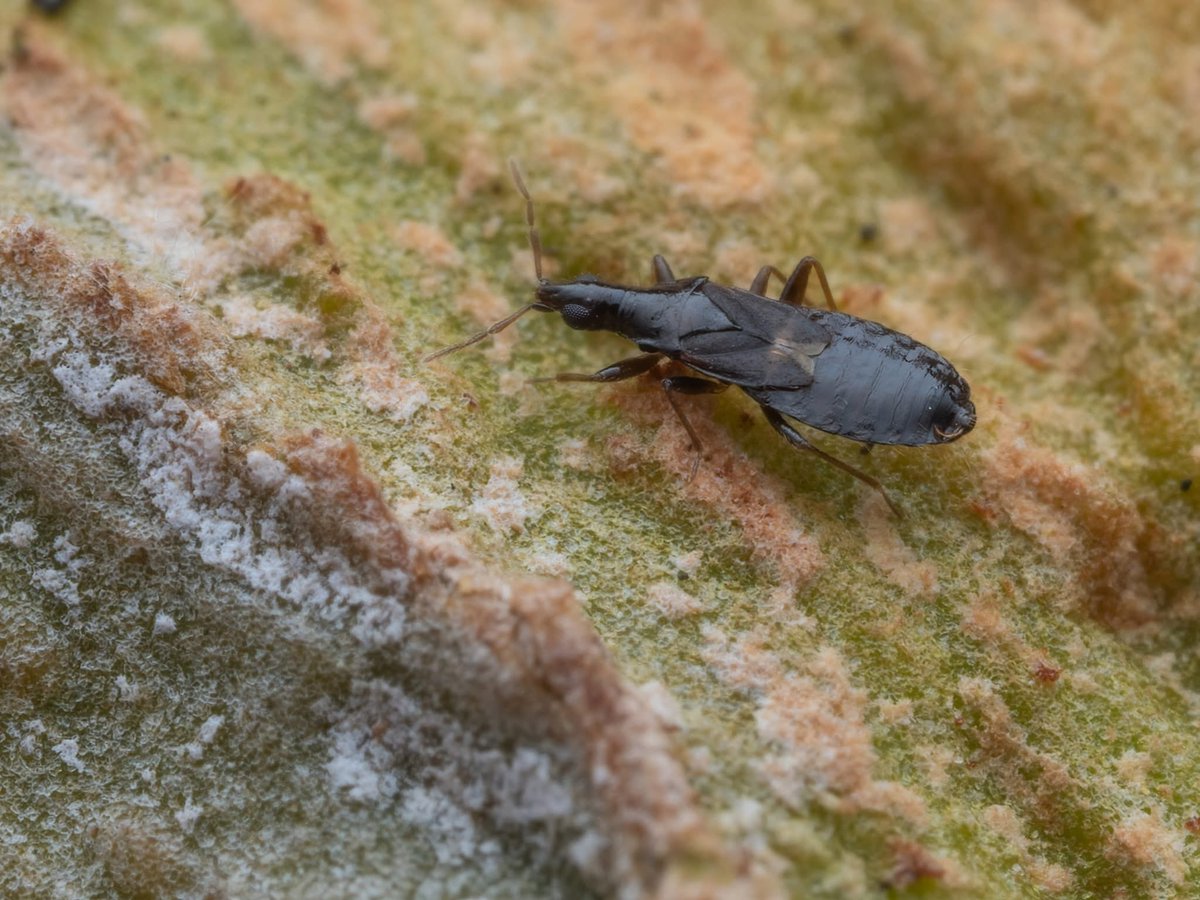 ArnoldMeijer's tweet image. Op 10 mrt vond ik twee Xylocoridea brevipennis onder schors van een plataan. Vandaag vond ik er 22. Wellicht een fractie van de populatie.

De soort is dit jaar vier keer ingevoerd op Waarneming.nl (5 ex). Dat aantal  heb ik dus flink opgeschroeft.

#wants #insect #bug