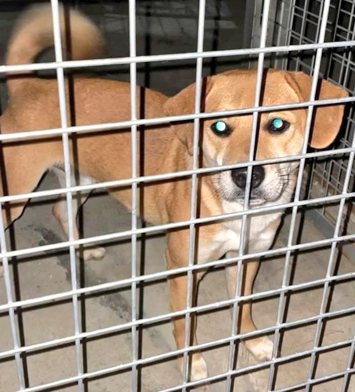 Gos trobat a #Calella. No porta microxip, si el coneixes &gt; 93 797 42 72 #xarxabarcelonatrobats #gràcies #maresme