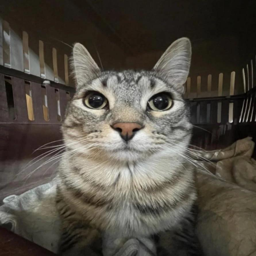 Spaniard2002's tweet image. La cara del policía cuando le digo que están robando mi domicilio en el número 2 de la avenida de Súper Mario Bros esquina calle Fantasía Final