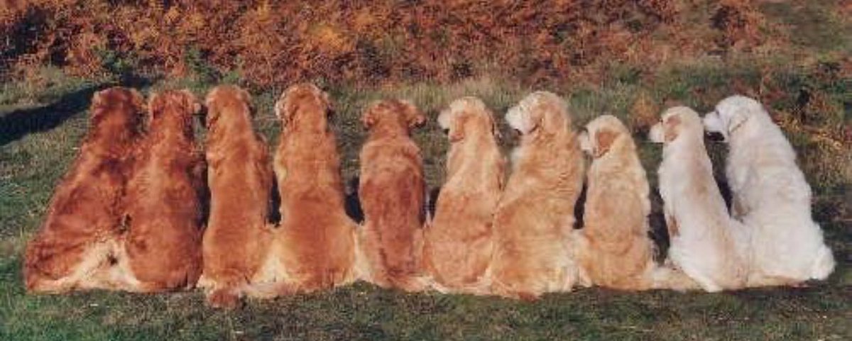 Where is this “Golden” Retriever…….

#dogs