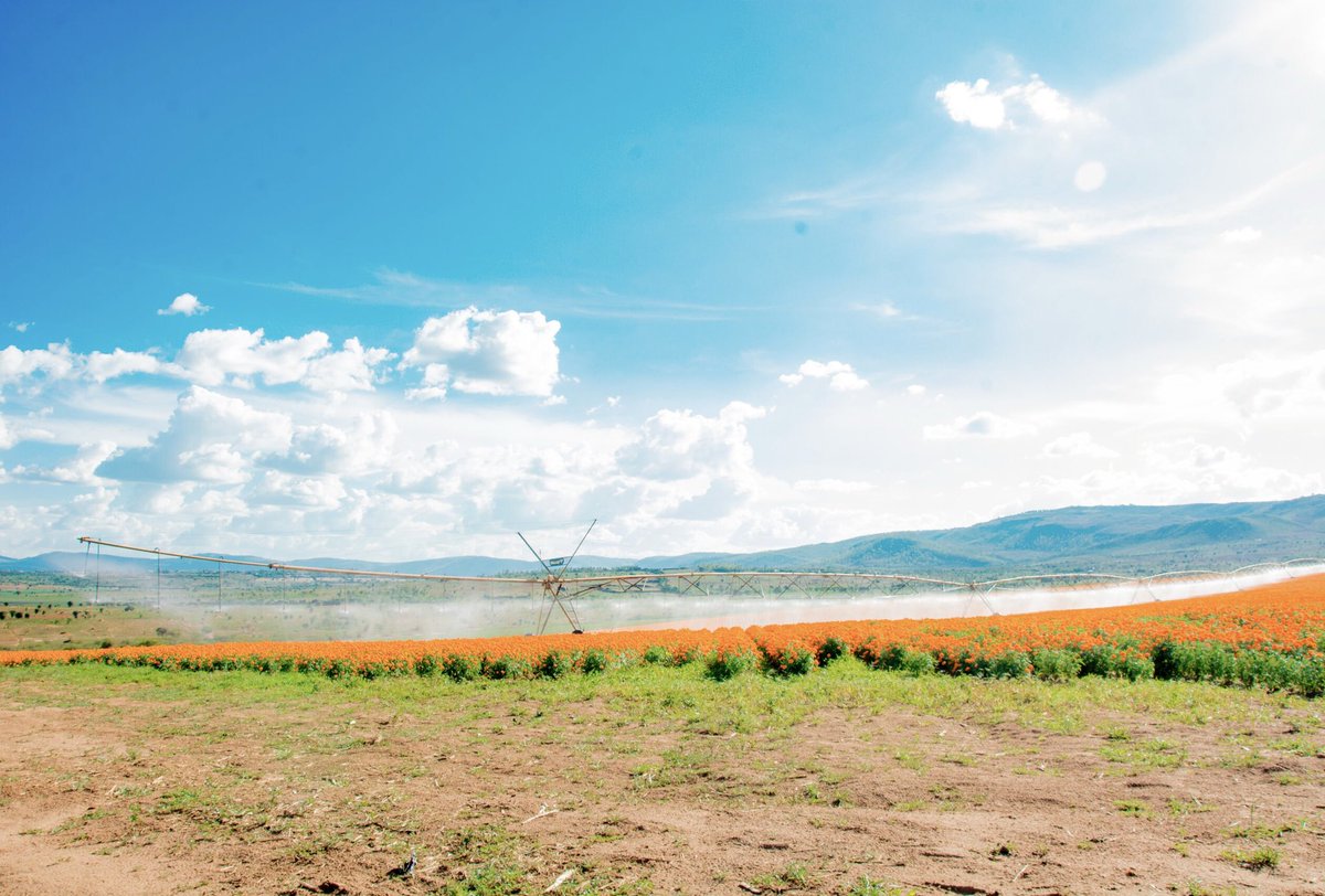 KayonzaDistrict's tweet image. They also toured #ProDev in #Ndego, where marigold plantations use modern pivot irrigation for efficient water use and high yields. 

#ProDev grows and processes niche crops like marigold flowers for export, creates local jobs and promotes modern, sustainable farming.