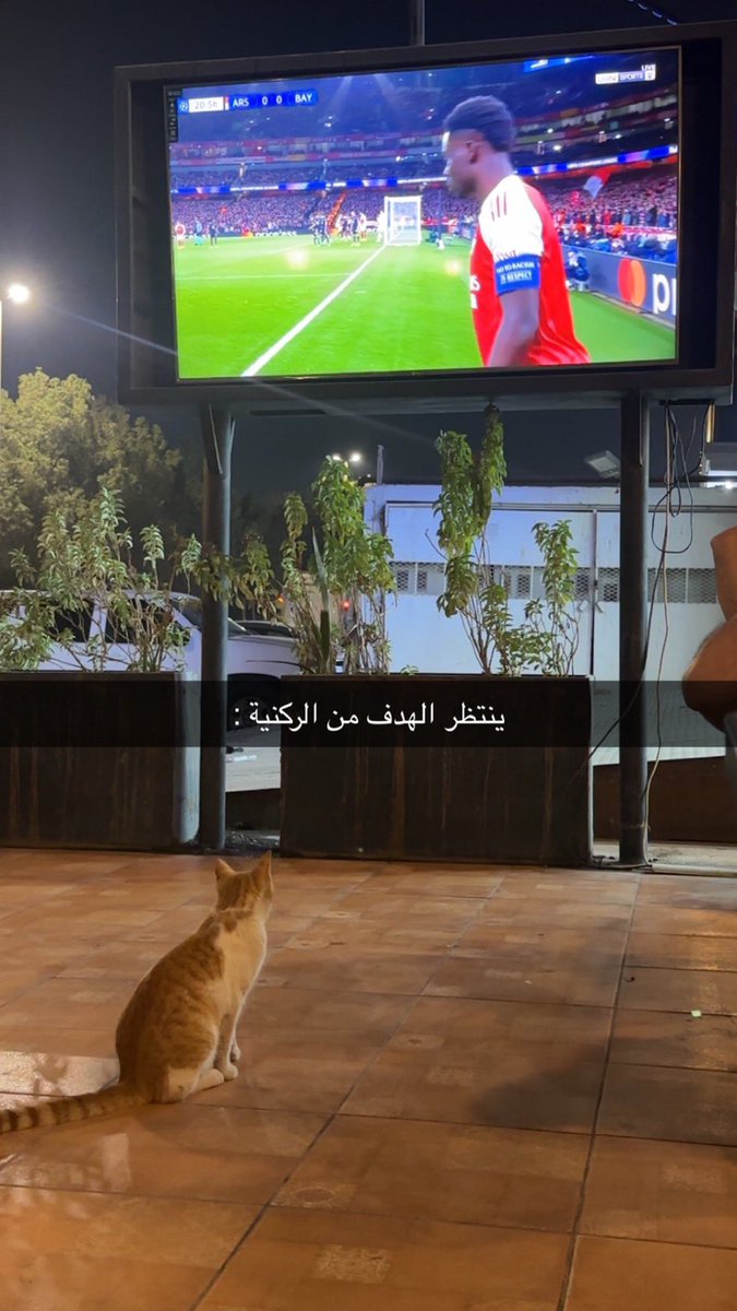 حتى الحيوانات صاروا يتحمسون لركنيات ارسنال