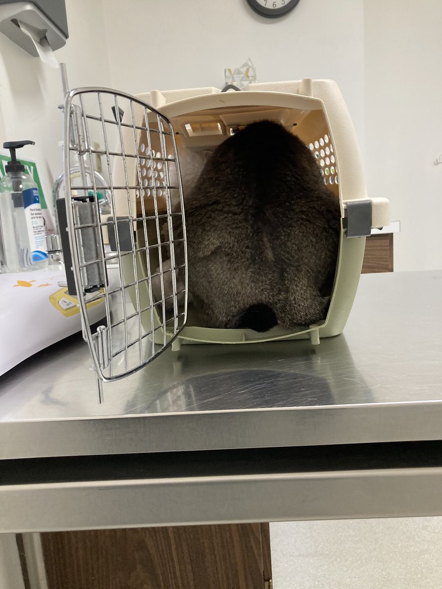 leet_muffin's tweet image. I would like to announce my extreme displeasure with my mother. First, she forced me to go to that vet place again where they always tell me I look good …so I have some bad kidney numbers …so what . also she misidentified me as 18 1/2 when I am only 17 1/2. Rude, rude rude.