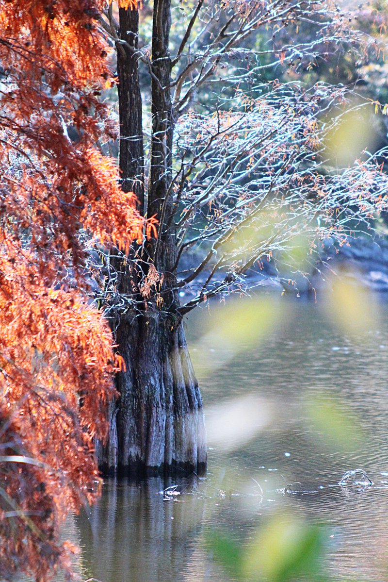 Z5v8SqSYBCMPCzn's tweet image. 🍀おはようございます
木曜びぃ〜すた〜と🍀
手前でもふもふに葉をつけ紅葉する木と違い奥の落羽松は年々葉数も減っているけれど…この木が大好きでね💗毎年撮影
逆光で撮ると美しいのです。また来年も逢いましょうね💗
💕今日もどうぞお気を付けて〜行ってらっしゃ〜いですよん💕💕
#想いを貴方へ
✌️