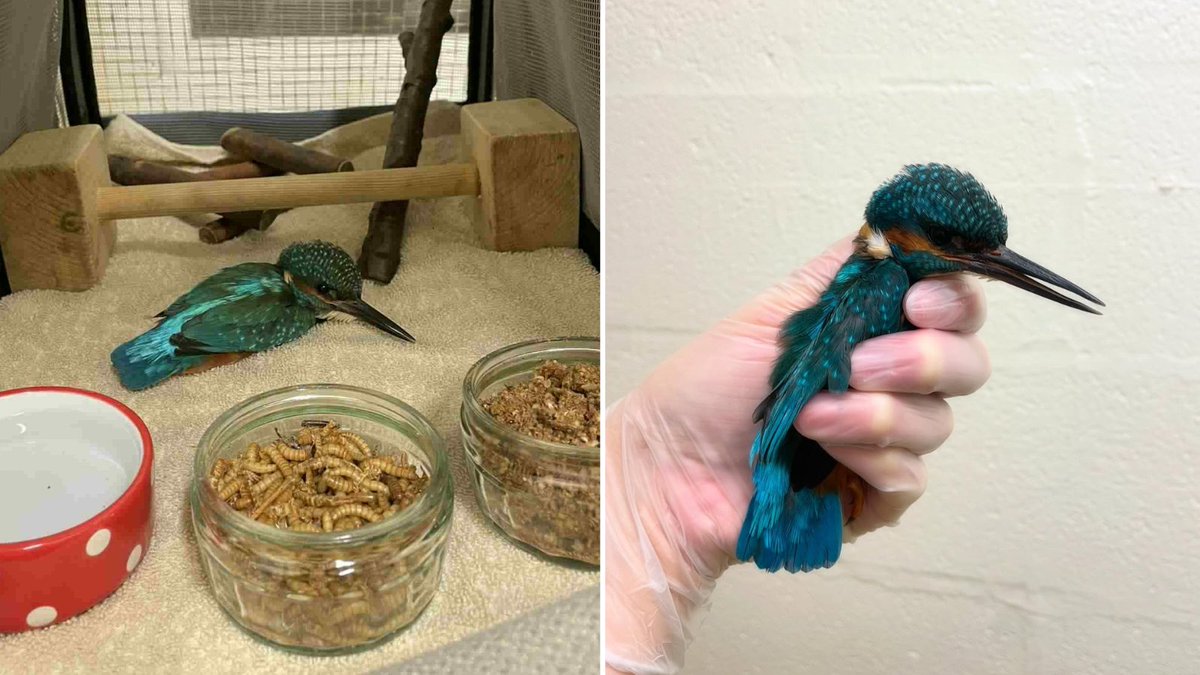 Kingfisher spotted 🤩 We took in this little guy, after he got caught by a cat.

Thankfully, we found no serious injuries and after a round of antibiotics at <a href="/RSPCAWestHatch/">RSPCA WestHatch Wild</a> we could release him back into the wild.

Found a bird in need? Here's what to do: bit.ly/4fxPzOd