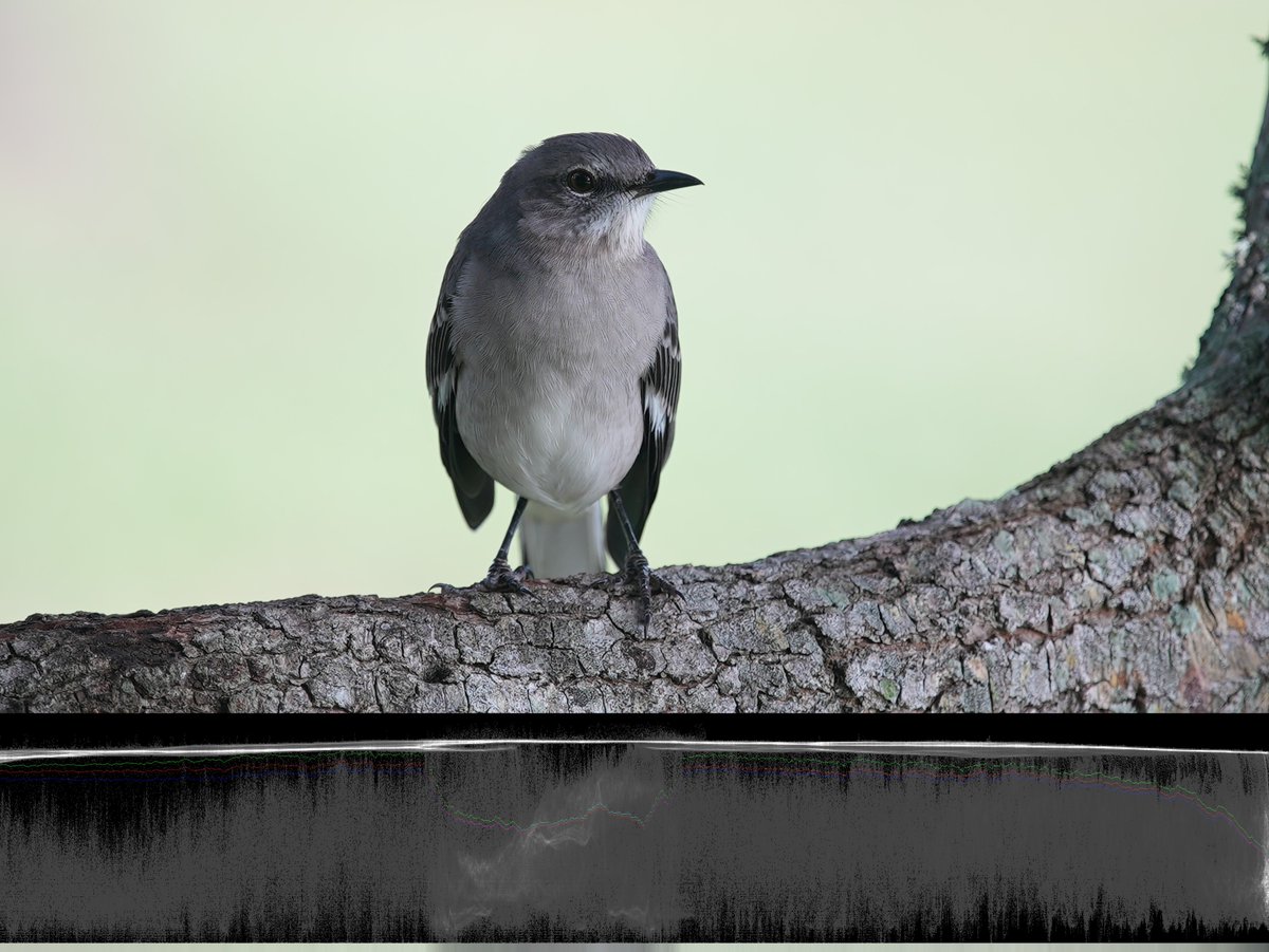 bg_anon's tweet image. I wish cameras don&apos;t apply the ISO evenly, but only where it&apos;s needed! For example, this image is overexposed with 1 stop, but if the camera applied less ISO to the bright areas, then it will look much better, and it will not be as overexposed!