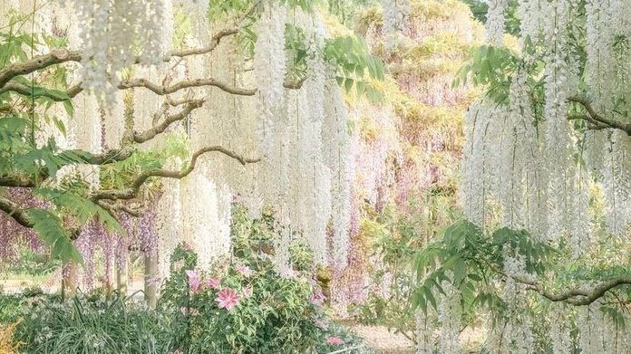 vibelyra 🦢 tweet media