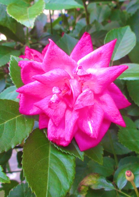 izumin_as's tweet image. 11月27日（木）
おはようございます🌈

日差しが届いて暖か☀️
午後からお天気下り坂☁️
寒暖差に気を付けてくださいね☘️

マイペースで一歩ずつ🌱
今日もよろしくお願いします🤗

素敵な一日を🌹

誕生花『バラ』
花言葉「愛」「美」

#ノーベル賞制定記念日