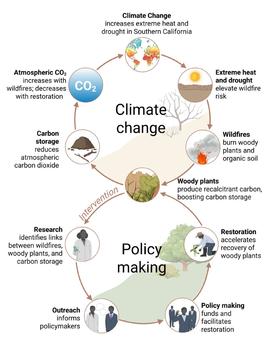 A 🆕 Perspective in the journal: From the lab to legislature—scientists are uniquely positioned to turn evidence into policy for restoration, climate action, &amp; more

📄Scientists as policymakers: Greenlighting restoration and climate action
doi.org/10.1002/eas2.7…