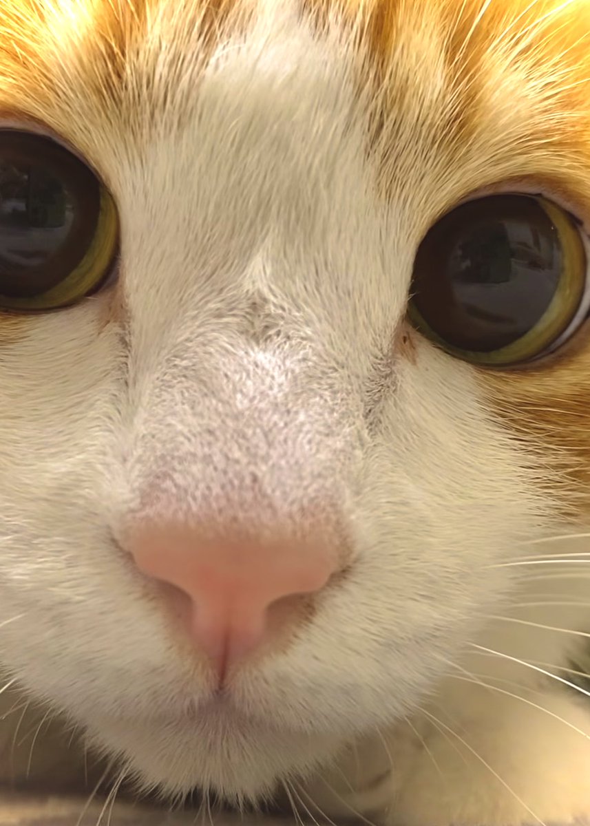 さあ、君の名前は
何にしよっかな〜♬♪☘️

俺のところがいいか
娘のところがいいか
どっちなんだろうね〜♪

俺のところにいたいのか！
そうか！🤣
俺のところが良いのか〜♪😻

しょうがねぇ〜なあぁ♪🤣
よーし！面倒見てやるか❣️

後ろの視線を感じて
そっと振り向いたら
妻と娘(社長)