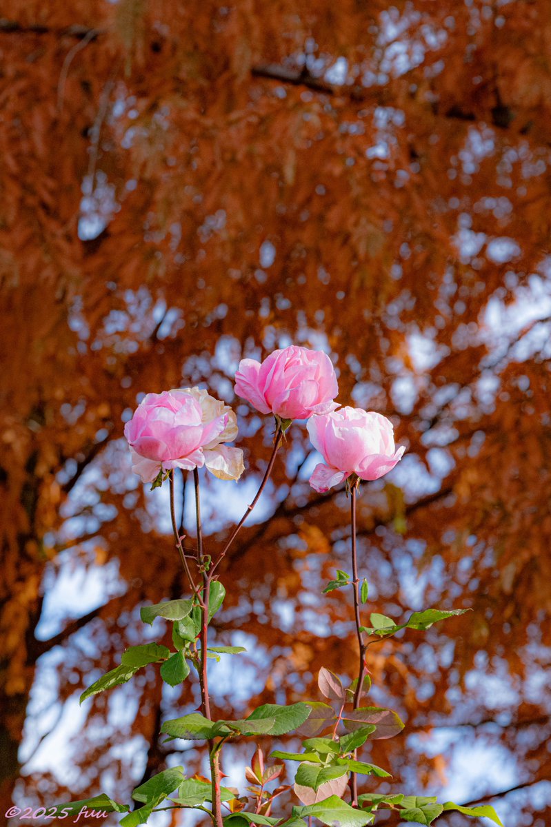 【晴れ日☀必ずプロフ観覧お願いです(^^)】 𖤣𖥧𖥣𖡡𖥧𖤣 ふう ꕤ୭ (@fuu_2021_) / Posts / X