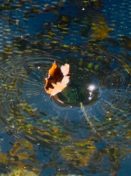 eadams_eadams's tweet image. searching for 
clear reflections
void of guilt
&amp;amp;shame

#vss365  #reflection