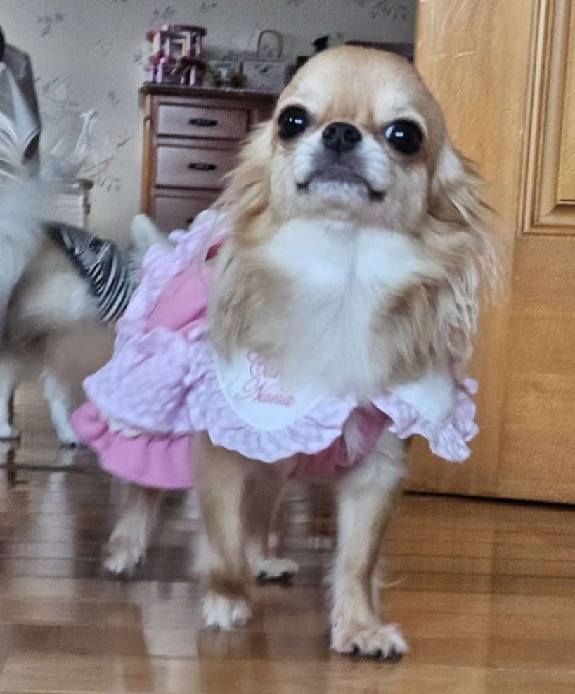 kinako37854983's tweet image. 昨日のこなつちゃん💓
#チワワ党