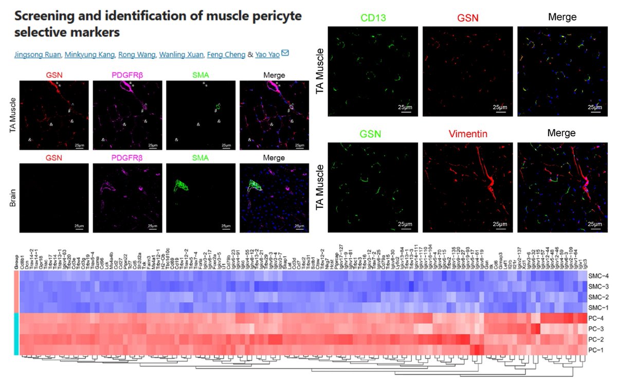 HaoYin20's tweet image. Gelsolin as a selective #Pericyte marker vs #SmoothMuscleCell Fibroblast in mouse #SkeletalMuscle
Antibody R&amp;amp;D MAB8170 Cryosection

BulkRNAseq
(SkM PDGFRβ+SMA− pericyte vs PDGFRβ+SMA+ SMC) vs (Brain pericyte vs SMC)

#SciRep 2025
nature.com/articles/s4159…