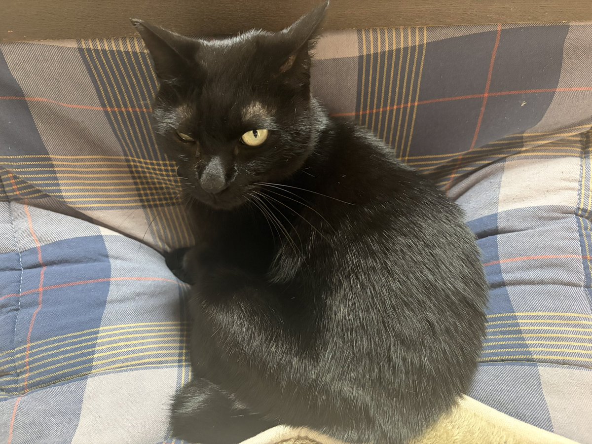 最近、こたつに入ってくると乗っかってくる黒い天使ちゃん