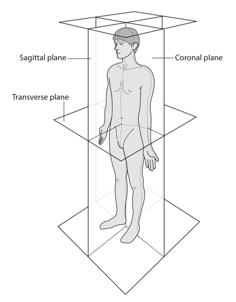 Ortho_Notes's tweet image. - The principal planes of the body -

Sagittal: vertically oriented, dextra &amp;amp; sinistra 
Coronal: vertically oriented, anterior &amp;amp; posterior 
Transverse: horizontally oriented, superior &amp;amp; inferior