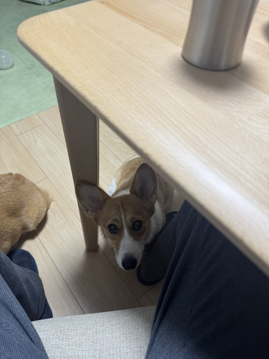 Nabi_and_Aru's tweet image. おはよお #コーギー #corgi