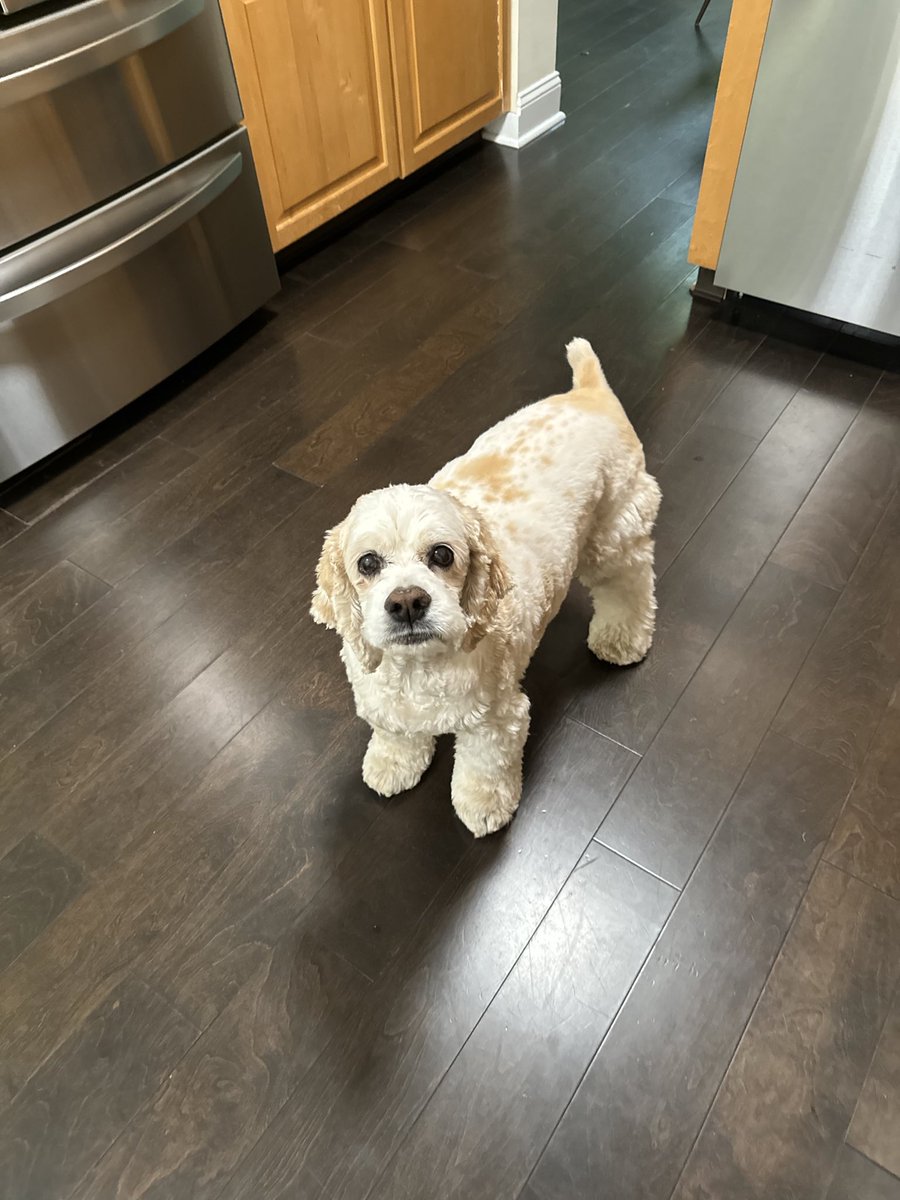 StableRonaldo's tweet image. Rest in peace to my best friend, thank you for always being there for me. 

I love you Jackson and I’m sorry