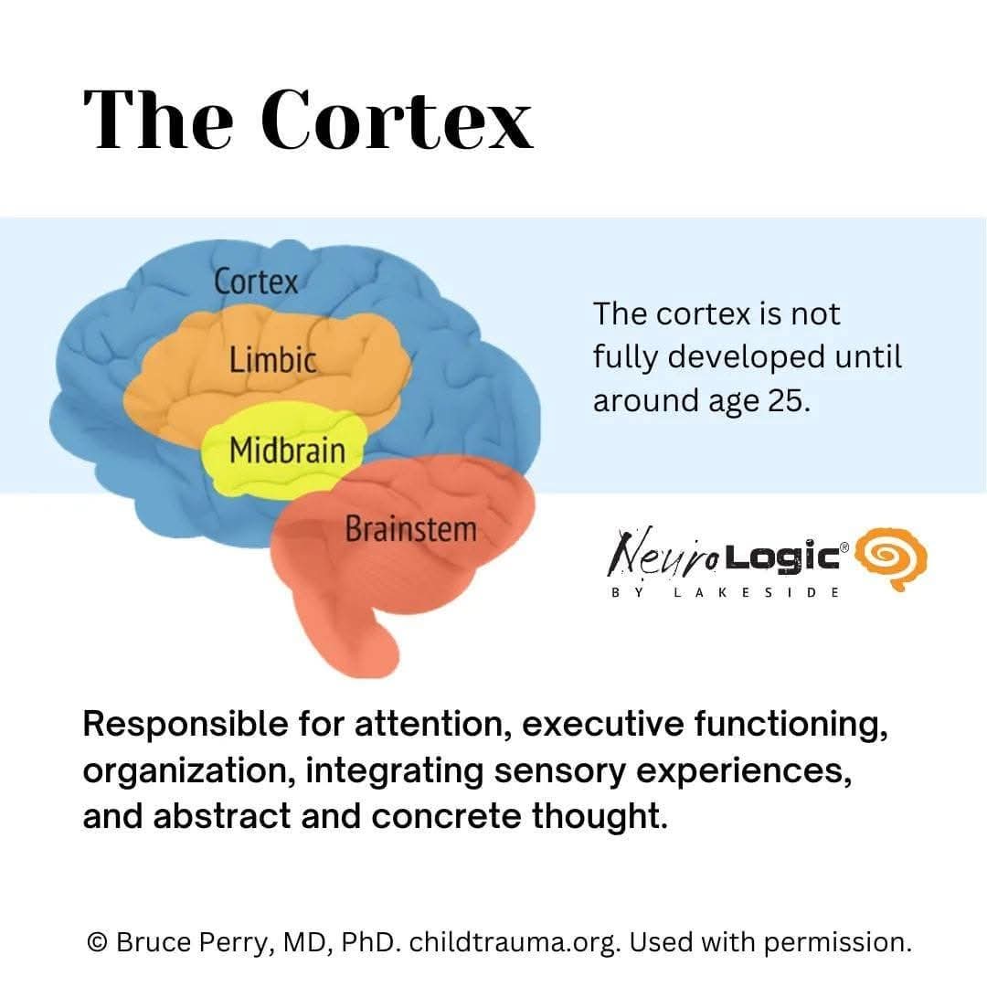 gerrydiamond71's tweet image. In order to get to the cortex, children need to feel safe and connected 
&quot; If you don’t feel safe, you can&apos;t think.&quot;🧠🌱
