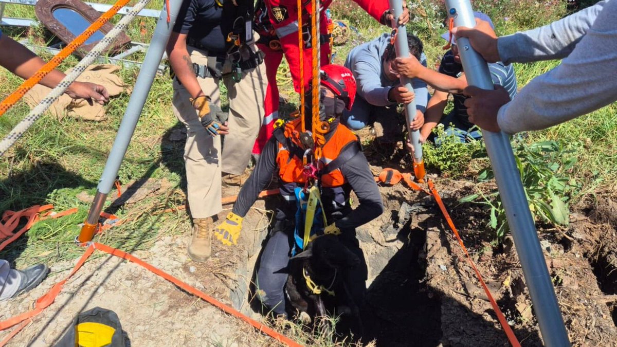 #Seguridad 🐑  Bomberos de <a href="/SnAndresOficial/">Ayuntamiento de San Andrés Cholula</a> realizaron el rescate de un borrego que cayó a un pozo de 15 metros, en la junta auxiliar San Rafael Comac. Tras sacarlo con vida, lo entregaron a sus dueños, quienes lo llevaron al veterinario para su valoración.