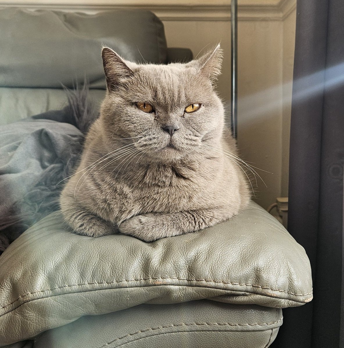 LilyRusty1's tweet image. 😍🐈‍⬛️💜 Goodnight to all my fur friends sweet dreams 💤 love from Lily 💜🐈‍⬛️😍

#CatsOfTwitter #CatsOnTwitter #Cat #cats