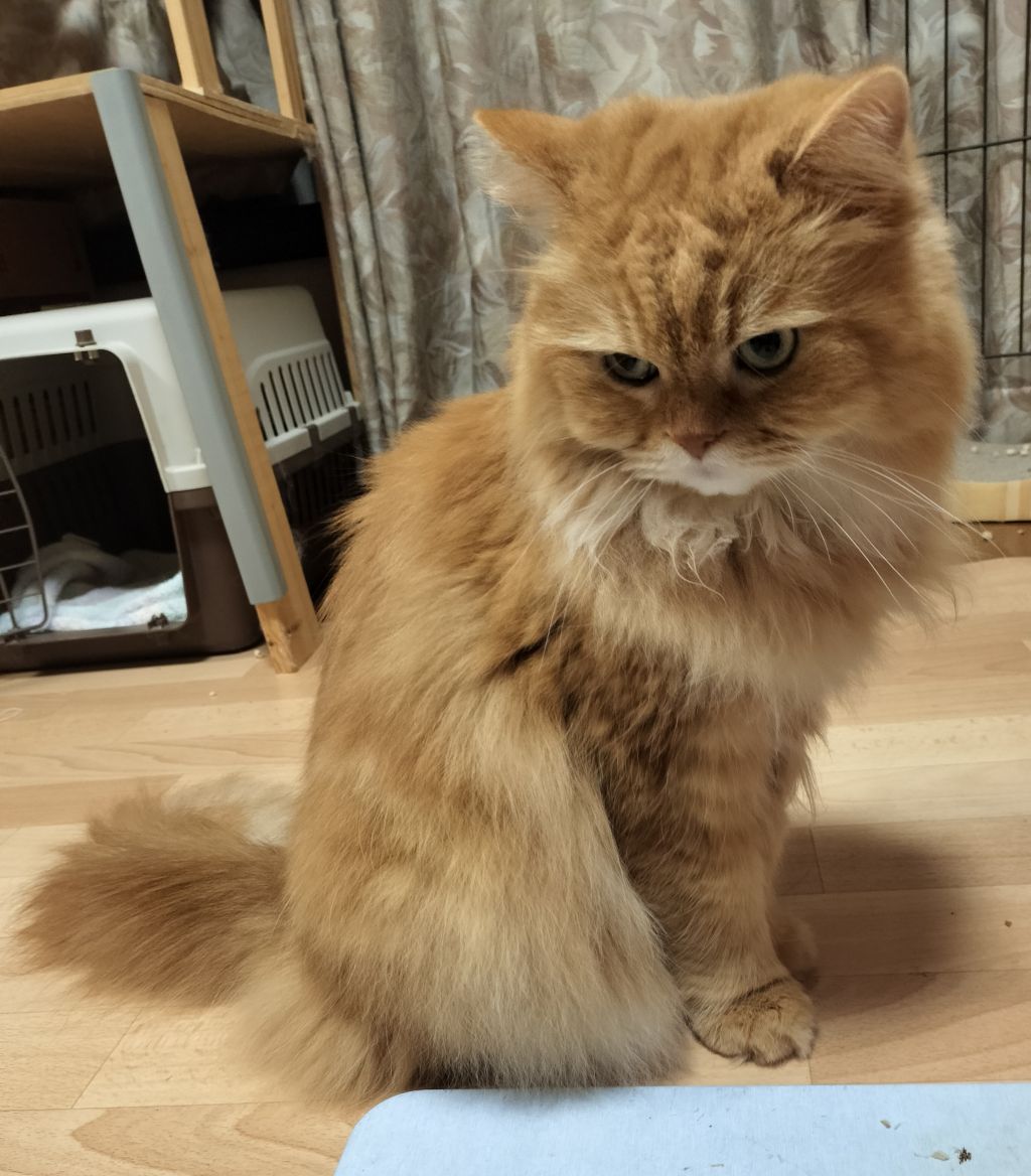 おはようございます('ω')ノ #cat #猫 #ネコ