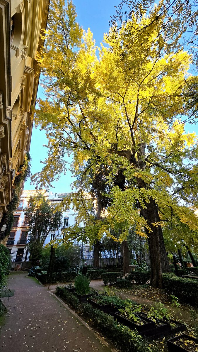 Los ginkgos granadinos ya empiezan a lucir sus mejores galas otoñales 🍂