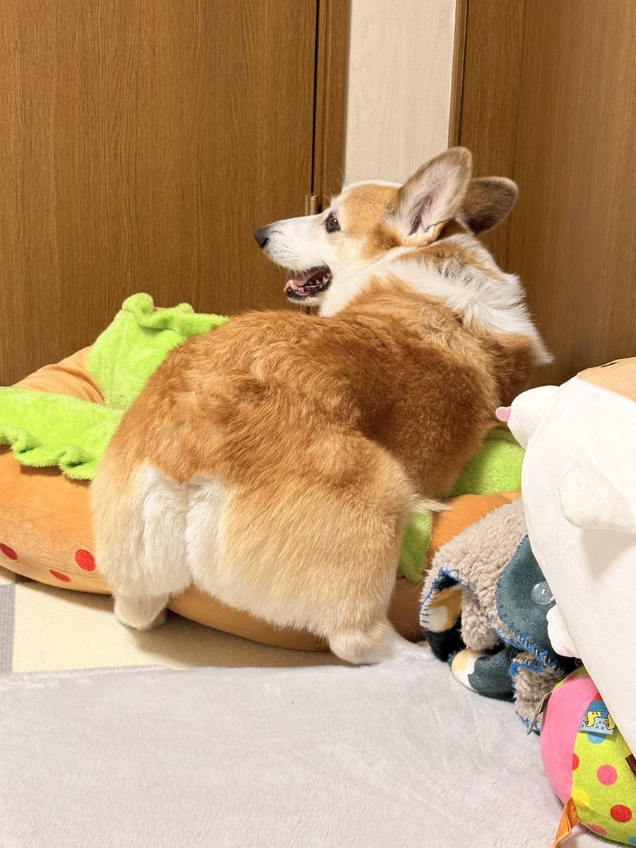 Mugi_20160429's tweet image. おはよなの🍑

#コーギー
#コーギーのいる暮らし
#Corgi