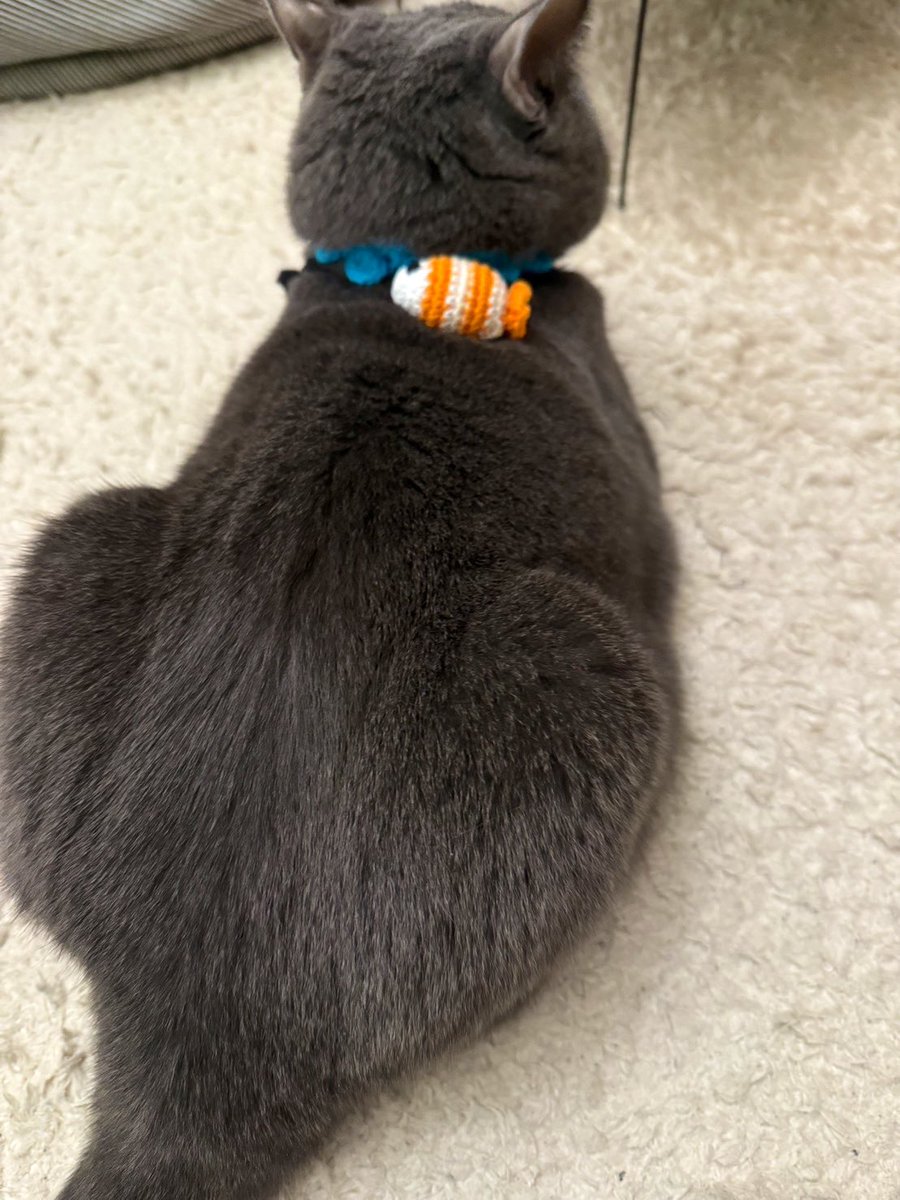 Kotetsu_m13's tweet image. 自慢のお魚…だいぶズレてるけど
#ブリティッシュショートヘア 
#猫のいる暮らし