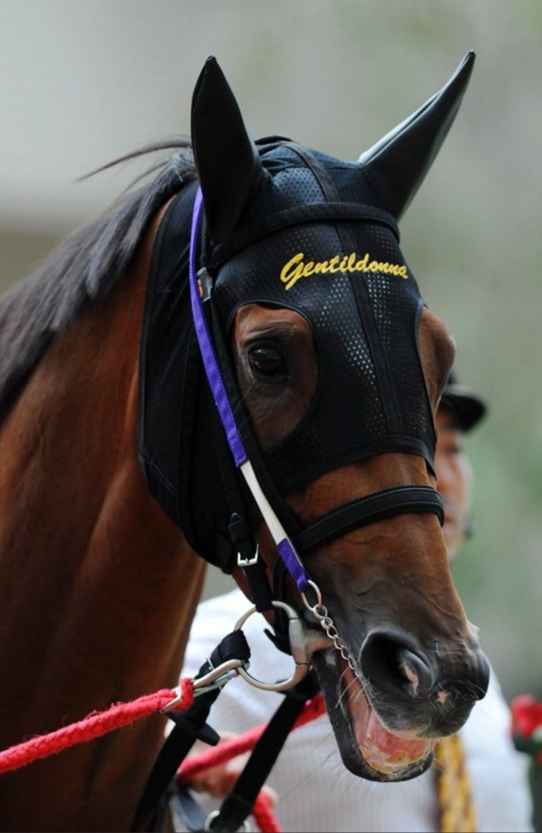 貴婦人✨ジェンティルドンナ
G1☆7勝 牝馬三冠馬
まだ16歳
余生をゆったり過ごして欲しかった

今年は
グラスワンダー 30歳
リバティアイランド 5歳
好きなお馬さんたちが旅立ってしまった

お疲れさまでした
カッコよかったよ🏇🏇
感動をありがとね
あちらでは、好きなように楽しく遊んでね🥲