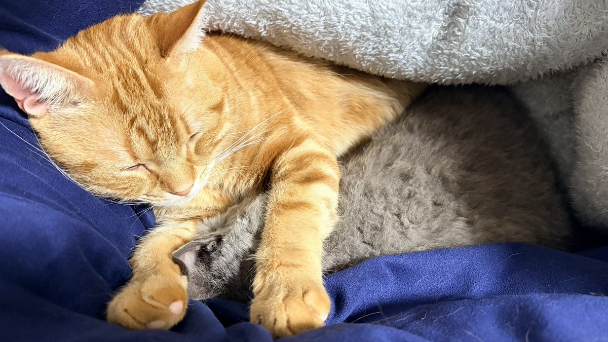 🐈‍⬛が🐈にガチで潰されてた