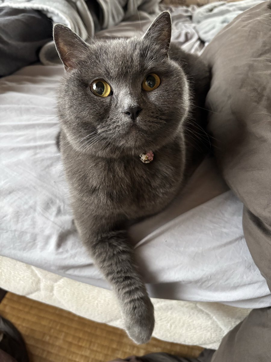 uti_tumu's tweet image. おはようございます😸
本日11月27日、木曜日です🙌

今日は一日晴れ予報☀️
でも来週は一週間雨模様☔️+雪も降りそう☃️
気付いたら秋無くね？
インフルエンザの新型変異株サブクレードKが怖い今日この頃です。。
皆様本当にお気を付け下さい👏

それでは今日も一日🐈‍⬛✨